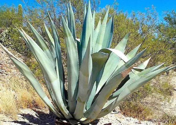 Agave americana / Agave altissima - Century Plant, Maguey, American Aloe - Image 3