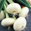 Allium cepa 'Bianca di Giugnio' - White Onion - Image 2