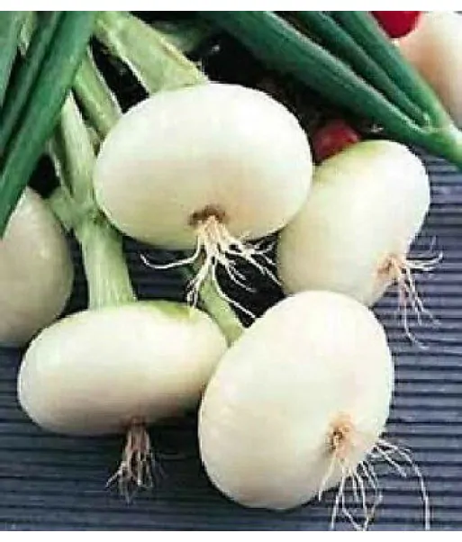 Allium cepa 'Bianca di Giugnio' - White Onion - Image 2