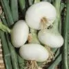 Allium cepa 'Bianca di Giugnio' - White Onion - Image 3
