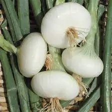 Allium cepa 'Bianca di Giugnio' - White Onion - Image 3