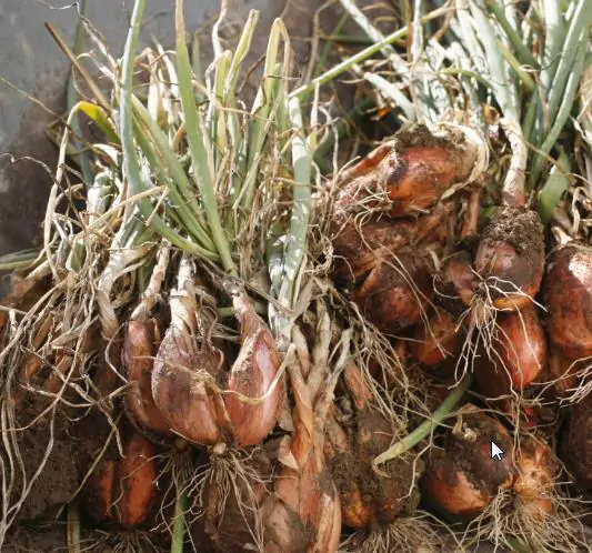 Allium cepa 'Cuisse de Poulet Echalion' / Allium ascalonicum - Shallot, french shallot, eschallots - Image 3