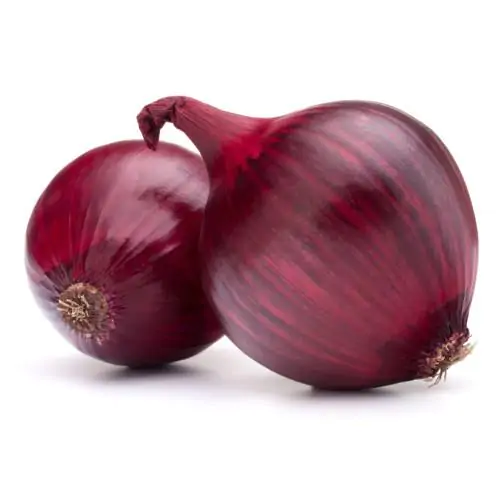 Allium cepa 'Rouge Foncé de Hollande' - Onion Red Burgundy, red onion, red onion brunswick wine, dark red onion from holland, brunswick onion - Image 2