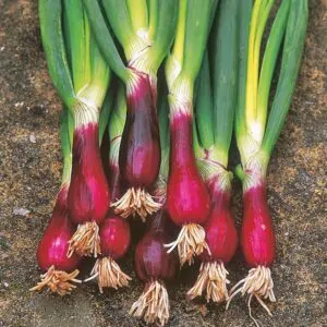 Allium fistulosum 'Red Ninja' - Red Chives, Santa Chives, Red Beard Chives, Red Ninja