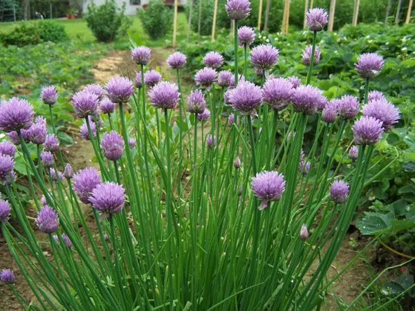 Allium schoenoprasum 'Fine Leaved' - Chives 'Fine Leaved' - Image 2
