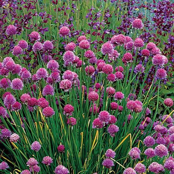Allium schoenoprasum 'Fine Leaved' - Chives 'Fine Leaved' - Image 3