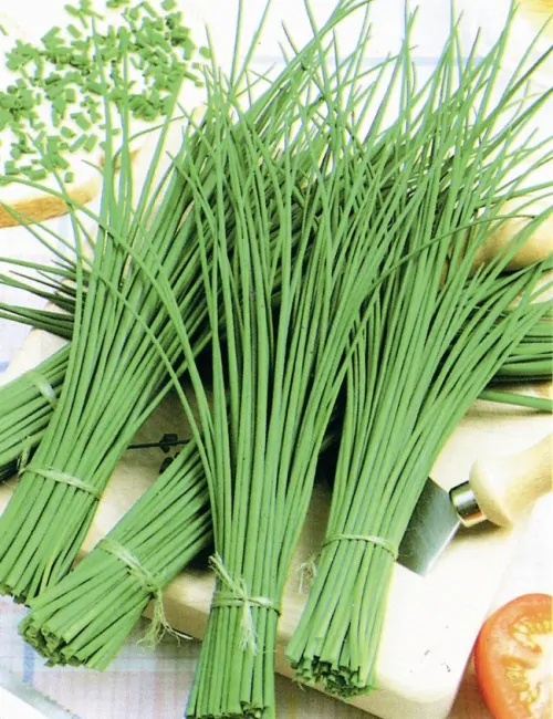 Allium schoenoprasum 'Fine Leaved' - Chives 'Fine Leaved' - Image 4