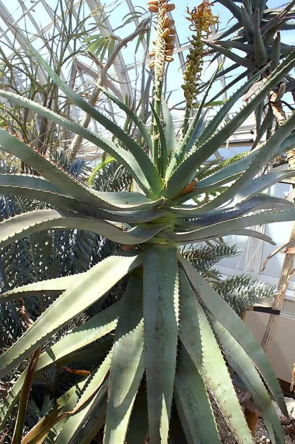 Aloe africana - African Aloe - Image 2