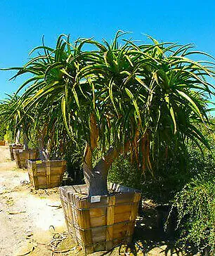 Aloe barberae - Aloe tree, giant baby of africa - Image 6