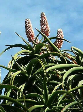 Aloe barberae - Aloe tree, giant baby of africa - Image 7