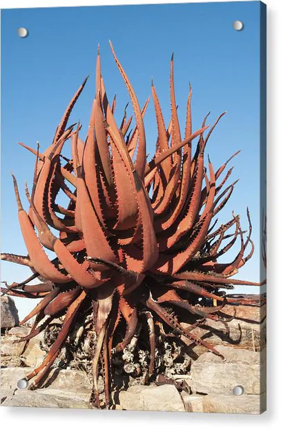 Aloe gariepensis - Gariep River Aloe - Image 3