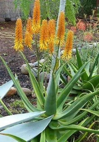 Aloe kaokoensis -