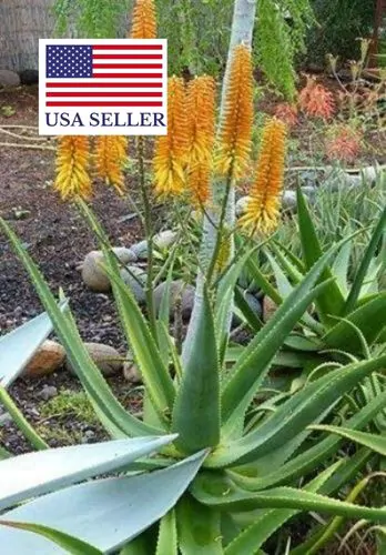 Aloe kaokoensis - - Image 5