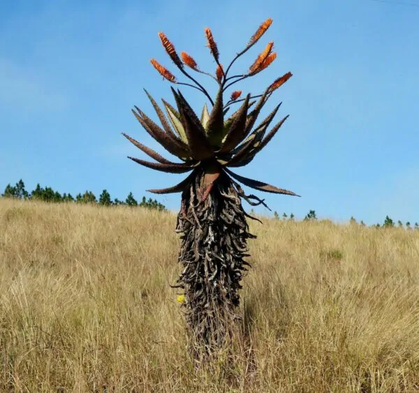 Aloe marlothii subsp. marlothii - Aloe spectabilis mountain - Image 4