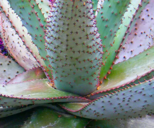 Aloe marlothii subsp. marlothii - Aloe spectabilis mountain - Image 5