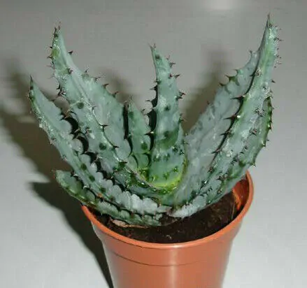 Aloe marlothii subsp. marlothii - Aloe spectabilis mountain - Image 7
