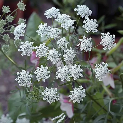 Ammi majus - Bishop Flower, Laceflower - Image 2