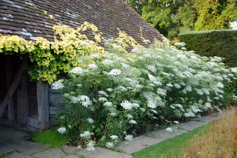 Ammi majus - Bishop Flower, Laceflower - Image 4