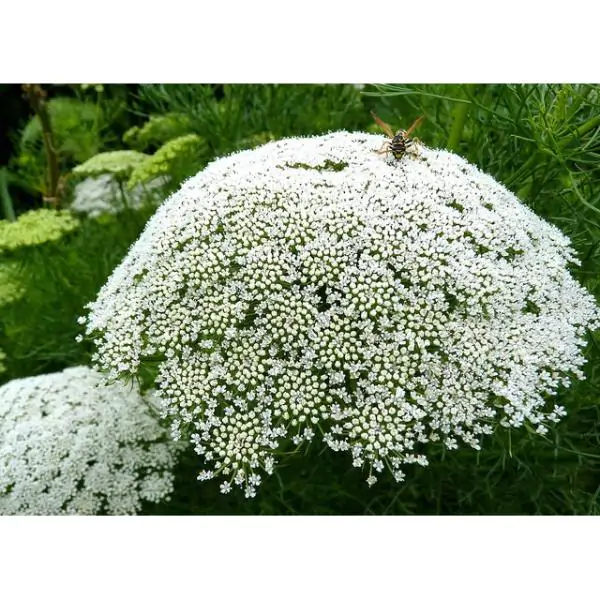 Ammi majus - Bishop Flower, Laceflower - Image 5
