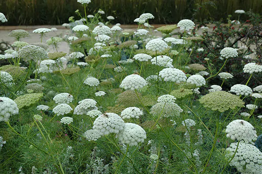 Ammi majus - Bishop Flower, Laceflower - Image 7