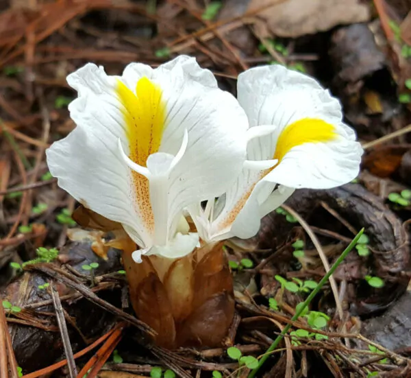Amomum maximum - Javan Cardamom - Image 4