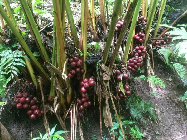 Amomum subulatum - Black Cardamom, Nepal Cardamom