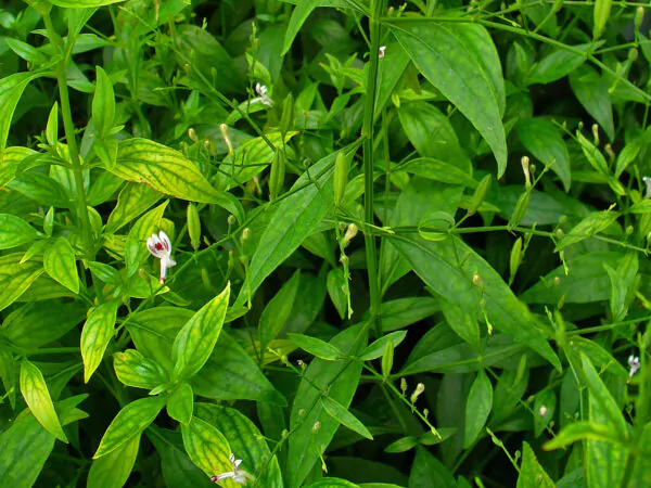 Andrographis paniculata / Justicia latebrosa / Justicia paniculata / Justicia stricta - Indian Echinacea, Bhunimba, Bidara, Carmantina, Chiretta, Chuan xin lian, Creat, Indian Echinacea, Kalmegh, Kariyat, King of Bitters, Kirata, Nain Chanvandi, Takila, Vizra Ufar - Image 5