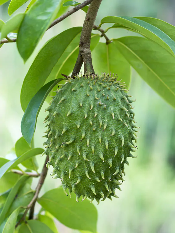 Annona muricata - Soursop, Graviola, Guyabano, Guanabana, Prickly Custard Apple, Durian Belanda, D - Image 3