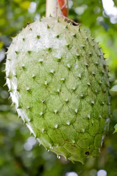 Annona muricata - Soursop, Graviola, Guyabano, Guanabana, Prickly Custard Apple, Durian Belanda, D - Image 4