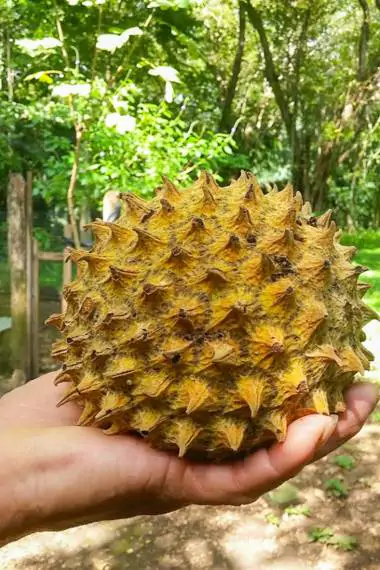 Annona purpurea - Soncoya, Yellow Ilama, chinkuya - Image 2