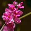 Antigonon leptopus var. pink - Coral Vine, Queen's Wreath,Coralita, Cadena de Amor, Bee Bush, San Miguelito Vine - Image 2
