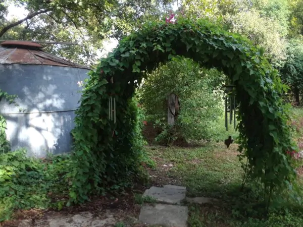 Antigonon leptopus var. pink - Coral Vine, Queen's Wreath,Coralita, Cadena de Amor, Bee Bush, San Miguelito Vine - Image 3