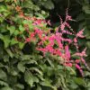 Antigonon leptopus var. pink - Coral Vine, Queen's Wreath,Coralita, Cadena de Amor, Bee Bush, San Miguelito Vine - Image 4