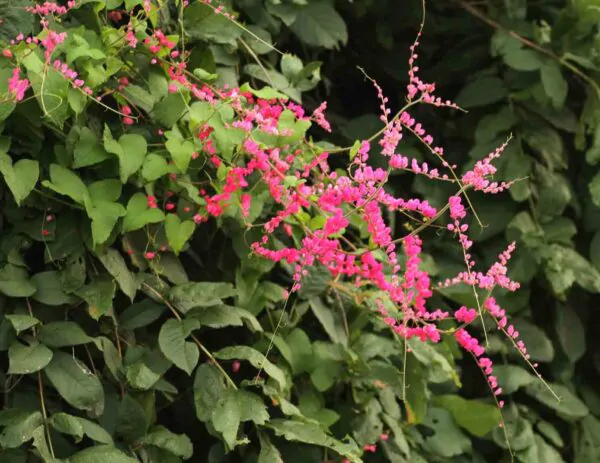 Antigonon leptopus var. pink - Coral Vine, Queen's Wreath,Coralita, Cadena de Amor, Bee Bush, San Miguelito Vine - Image 4
