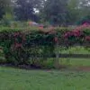 Antigonon leptopus var. pink - Coral Vine, Queen's Wreath,Coralita, Cadena de Amor, Bee Bush, San Miguelito Vine - Image 6