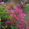 Antigonon leptopus var. pink - Coral Vine, Queen's Wreath,Coralita, Cadena de Amor, Bee Bush, San Miguelito Vine - Image 7