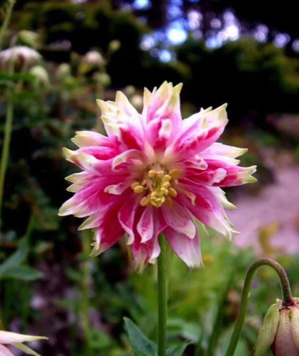 Aquilegia vulgaris v stellata nora barlow - Aquilegia clematis flower, Columbine Pink - Image 5