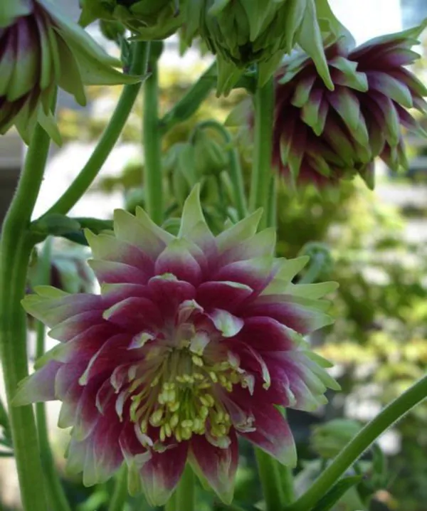 Aquilegia vulgaris v stellata nora barlow - Aquilegia clematis flower, Columbine Pink - Image 6