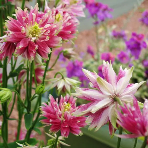Aquilegia vulgaris v stellata nora barlow - Aquilegia clematis flower, Columbine Pink - Image 7