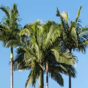 Archontophoenix cunninghamiana Illawarra - Illawarra King, Bangalow Palm
