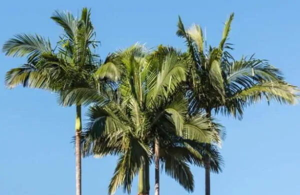 Archontophoenix cunninghamiana Illawarra - Illawarra King, Bangalow Palm
