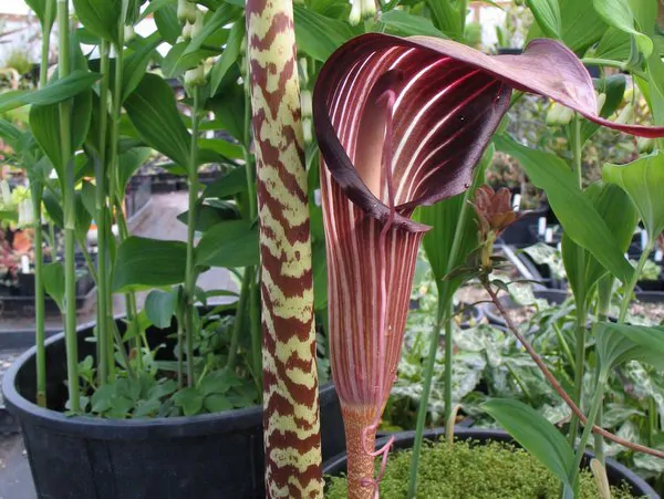 Arisaema speciosum - Double-Whip Cobra Lily - Image 3