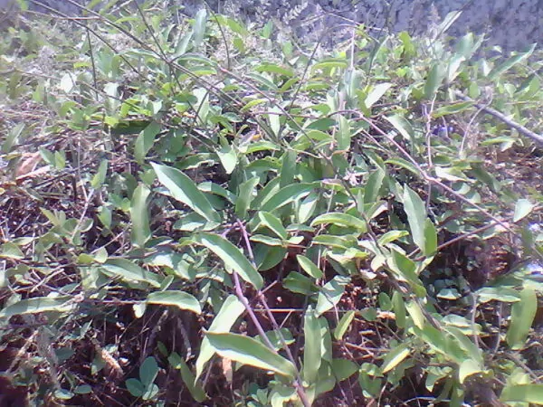 Aristolochia indica - Indian Birthwort, Duck Flower - Image 2