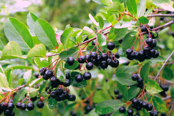 Aronia melanocarpa / Photinia melanocarpa - Aronia Berry, Black Chokeberry - Image 4