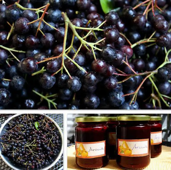 Aronia melanocarpa / Photinia melanocarpa - Aronia Berry, Black Chokeberry - Image 5