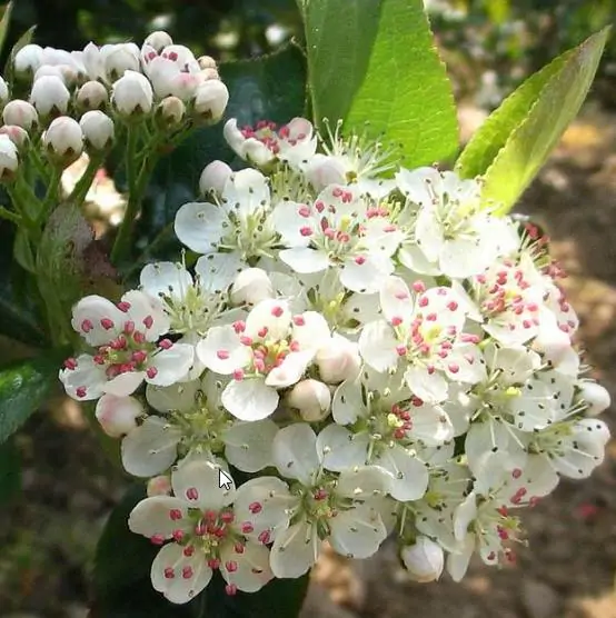 Aronia melanocarpa / Photinia melanocarpa - Aronia Berry, Black Chokeberry - Image 8