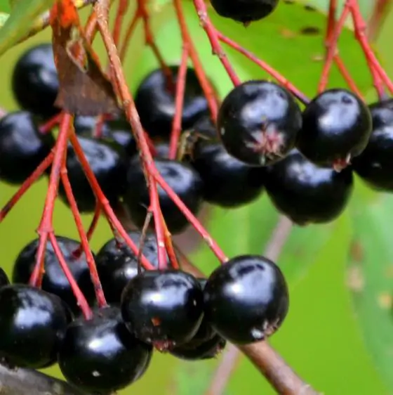 Aronia melanocarpa / Photinia melanocarpa - Aronia Berry, Black Chokeberry - Image 11