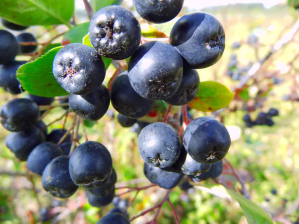 Aronia melanocarpa / Photinia melanocarpa - Aronia Berry, Black Chokeberry - Image 14