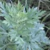 Artemisia vulgaris - Mugwort, Common Wormwood - Image 3