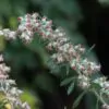 Artemisia vulgaris - Mugwort, Common Wormwood - Image 4